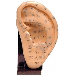 EAR 22Model of ear 22 cm.